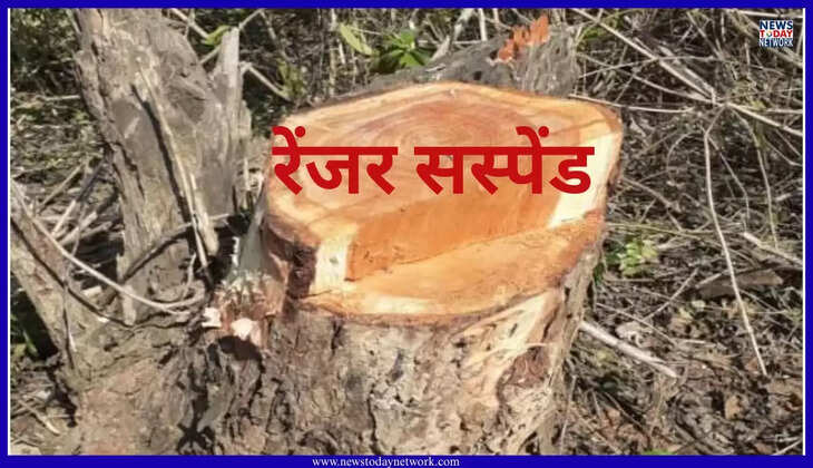हल्द्वानी - खैर के पेड़ों की अवैध कटाई का मामला, रेंजर को कर दिया निलंबित, वन विभाग में मचा हड़कंप