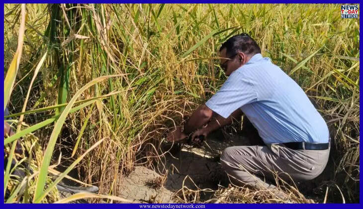 हल्द्वानी - नैनीताल DM ललित मोहन रयाल ने यहां खेतों में धान की कटाई की, जानिए किसानों से क्या बोले 