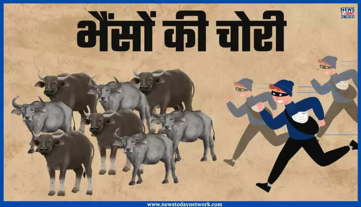 हल्द्वानी - भैंसों की गायबगाथा, हल्द्वानी में पशुपालक की 8 भैंसें चोरी, चार के खिलाफ पुलिस ने किया केस दर्ज, जानिए मामला 