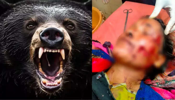 नैनीताल - पहाड़ में बाघ और भालू का आतंक, अब यहां भालू ने महिला पर हमला कर किया बूरा हाल 