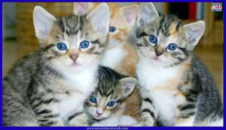 उत्तराखंड - बिल्ली के बच्चों को लेकर छिड़ी ‘महाभारत’, संयुक्त परिवार में मचा बवाल, पुलिस ने दर्ज किया मुकदमा