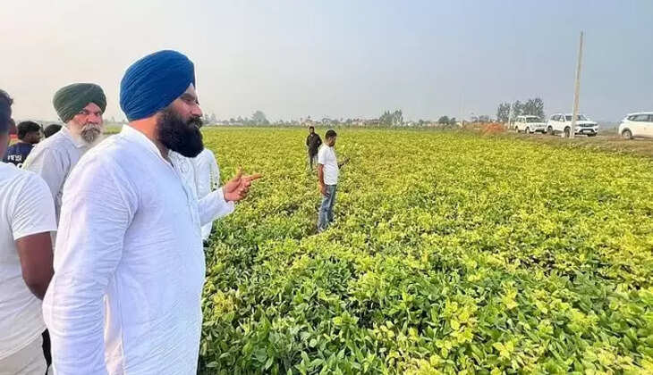 Udham Singh Nagar - 100 एकड़ में किसानों ने बोई थी उड़द की फसल तीन महीने बाद भी नहीं आयी फली, जानिए ऐसा क्या हुआ&nbsp;