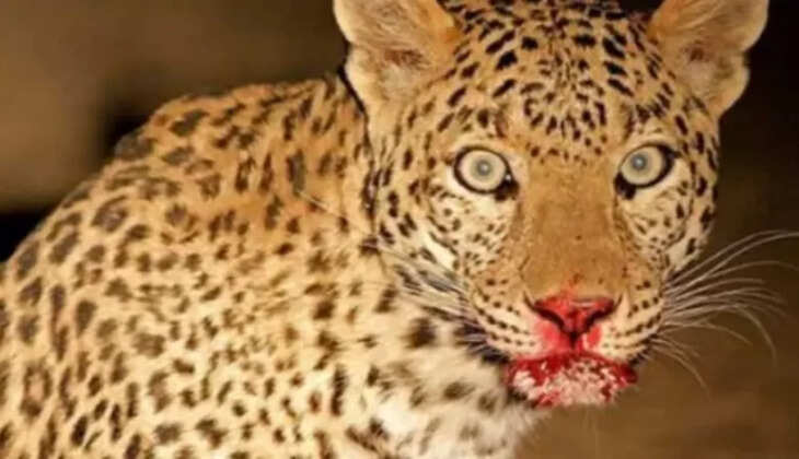 हल्द्वानी - शहर में फिर गुलदार का आतंक, सात साल के बच्चे को बनाया निवाला, दादी के सामने से उठा ले गया&nbsp;दुष्ट&nbsp;